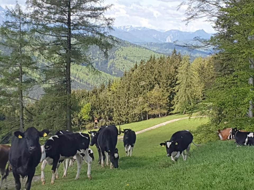 Ferienwohnung Holzhaus Zum Schwarz'n Aurach am Hongar Exterior foto